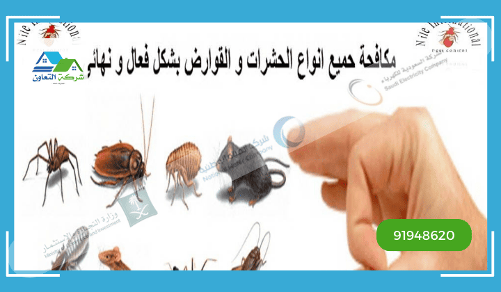 أنواع الحشرات في عمان